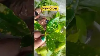 New Order #onlineshopping #onlineselling