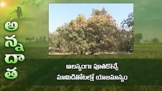 Present management in mango at flowering stage | ఆలస్యంగా పూతకొచ్చే మామిడితోటల్లో యాజమాన్యం | ETV