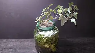 Sustainable Aquarium 1.5 liter