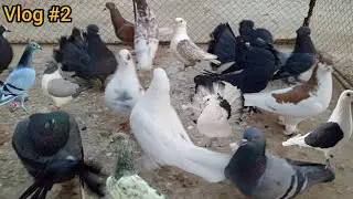 Pigeon vlog | pigeon tips and tricks | fancy pigeons vlogs #birds 