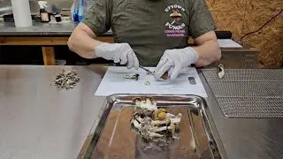 Advocates push for psilocybin therapy in New Mexico