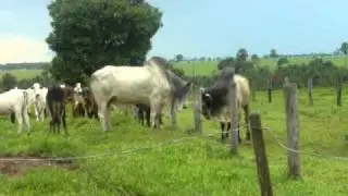 briga de boi marruco nelore