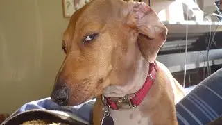 Animals Being DERPY | Animal Compilation  #cute #cat #doggo #memes #funny #animals