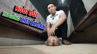 Loại Dúi Nào Dễ Nuôi Nhất Nông lâm tv