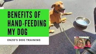 The benefits of hand-feeding a dog?