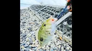 s18ep23- Fishing in Mauritius- Shore Spinning in Winter