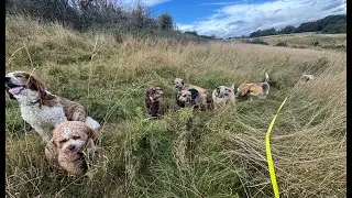Monday 1st Sept | LIVE | Virtual Dog Walk | 8 Dogs 🐶 | Edinburgh 📍
