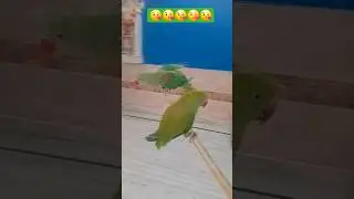 lkdi ki Kati  Kati pe ghoda #funnybird #cutebird #parrot 😘😘😘😘😘