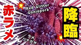 赤ラメ降臨！！