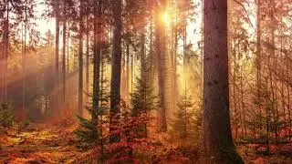 Relaxation music/Feel Your Inner Sound ! Relaxation Ambient Music