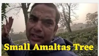Chota amaltas ke ped .. amaltas tree seeds vlogs dehradun Teagarden nature beautiful 