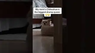 @brittney_pharmd2be1986: И с ней тоже всё в порядке!🤣 #собака #любительсобак