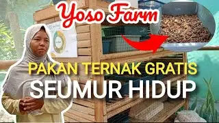 PAKAN TERNAK GRATIS SEUMUR HIDUP DI YOSO FARM || BUDIDAYA MAGOT SKALA RUMAHAN