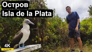 Остров Isla de la Plata или Галапагосы для бедных. Прогулка по острову. Увидел горбатых китов.
