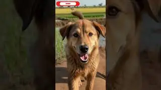 &ldquo;From Pushed Aside to Respected 🌸🐶 | Poor Puppy&rsquo;s Journey of Hard Work & Honor&rdquo;#ai #shorts