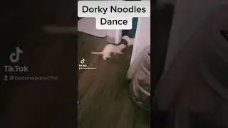 Cute ferret dance❤️❤️
