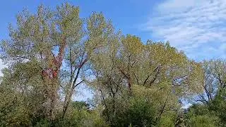 Windy midwest fall afternoon #wind #nature #calming relaxing soothing