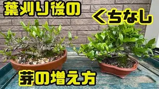 【くちなし】葉刈り、剪定で芽数を増やそう！【初心者】