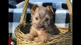 Jorkie=Yorkie/Jack Russell mix Puppy for Sale