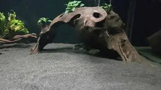Very small Jaguar Cichlids (Parachromis managuensis) adapt to their new home #1