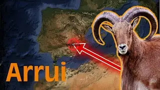 El ARRUI, una cabra enorme e INVASORA. Voy a buscarlas a Sierra Espu&ntilde;a 