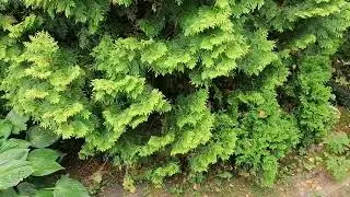Туя западная (Thuja occidentalis) 'Golden Globe'