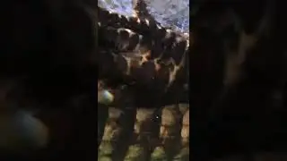 #animalhunt