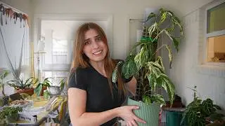 Tackling the plant chores I've been avoiding