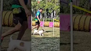 agility Dog Training Jack Russell Terrier #musica #reggaeton #dj #remix #agilitydog #perro #music