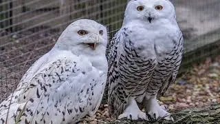 LOVEBIRDS TRIUMPH OVER TRAGEDY! Widowed Surrey Owl Finds Love Again With Lonely Yorkshire Male