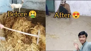 How To Clean Goat Room || Haseeb Home Birds