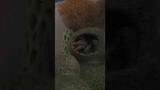 crab drama