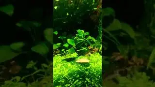 Otocinclus and Blue Velvet Shrimp sharing a treat 😵&zwj;💫 #shorts #aquarium