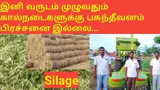 silage|silage or hay|ஊறுகாய் புல்|silage machine| Silage கால்நடை தீவனங்களின்| Silage Making In Tamil