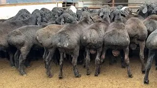 🐏 JUDA ARZON NARX! Bobir shoxdan qo‘chqorlar – SHOSHILING! ⏰💰