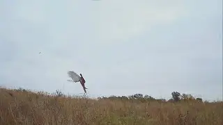 2025 Iowa pheasant hunting opener with the Small Munsterlander