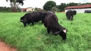 Sindi Castilho - Novilhas Sindolando