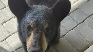 Curious Bear Cub!!!  #blackbear #bears #cubs #animal #wildlife #animalplanet #nature #immokalee