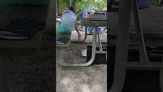 🐿️ Squirrel Feeding Part 3🐿️ #feedingsquirrels #campinglife #camping #squirrels #praisethelord 🏕️