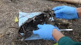 Squirrel Decomposition (Part 2)