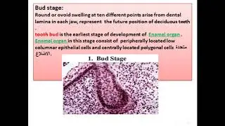 Tooth development