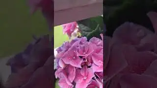 Insekt + Blumen
