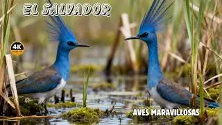 EL SALVADOR: Las AVES Más Espectaculares y Legendarias del Planeta | Documental Episodio 3