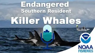Checking In on Endangered Southern Resident Killer Whales