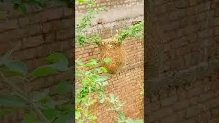 #nestle #evergreengreenery  #nestboxcamera #birdslover