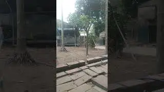 Txiv xaiv _Thawj thawj qeg hais rau saum lub tsum (qeg 1)