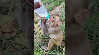 dudu piyenge hum to 🍼🐵🥰 #bandar #monkeyvideo #monkey 01318
