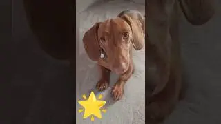 Kawa M&oacute;wi ❤️ odc. 46 Jamnik śpiewa. pies, jamniki, dachshund, mini doxie