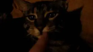 Mis Bichitos: Akira, Miko y Cherrina
