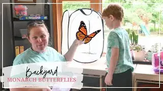 How to Set Up a Monarch Butterfly Cage